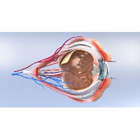 3D Eye Anatomy Section